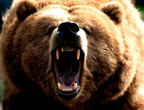 Angry Bear LeoVegas